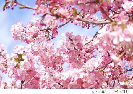 満開の河津桜 満開の河津桜 137462330