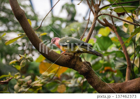 Pink-Headed Fruit Dove - Ptilinopus porphyreus Pink-Headed Fruit Dove - Ptilinopus porphyreus 137462373