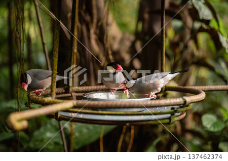 Java Sparrow - Padda oryzivora. Close-Up 137462374