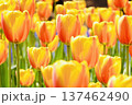 赤と黄色のチューリップ 137462490