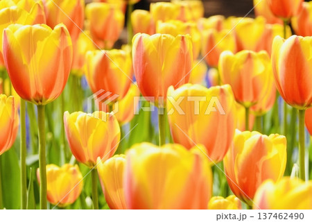 赤と黄色のチューリップ 137462490
