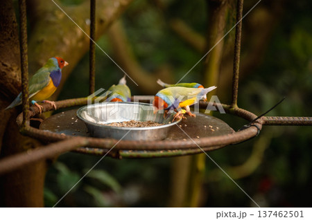 Close-Up of a Colorful Gouldian Finch - Chloebia gouldiae Close-Up of a Colorful Gouldian Finch - Chloebia gouldiae 137462501
