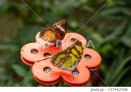 Close-Up of Red Lacewing Butterfly - Cethosia biblis 137462506