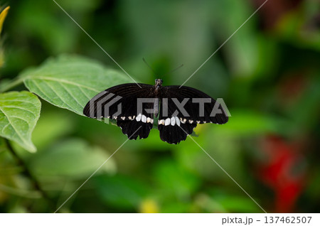 Close-Up of papilio lowi tropical butterfly 137462507