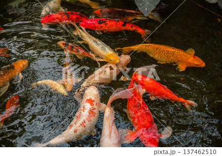 Colorful Japanese Koi Fish in Serene Pond 137462510