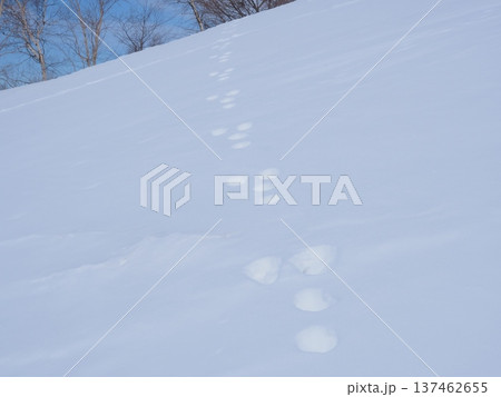 雪原にあるウサギの足跡（afli20260220123858) 137462655