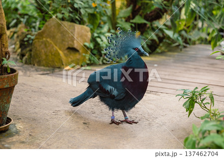 Goura victoria - Cowned pigeon. Close-Up Goura victoria - Cowned pigeon. Close-Up 137462704