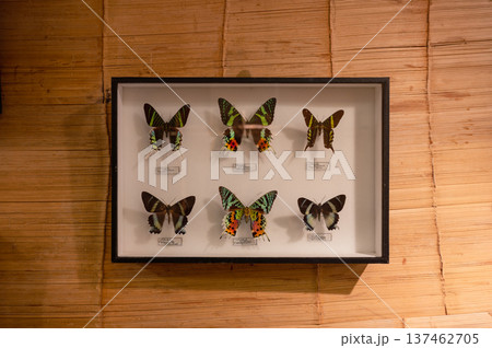 Framed Butterfly Collection Displayed on Wall Framed Butterfly Collection Displayed on Wall 137462705