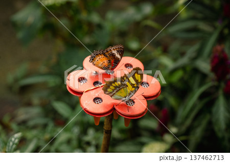 Close-Up of Red Lacewing Butterfly - Cethosia biblis 137462713