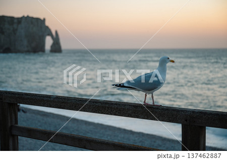 Seagull on the beach of Etretat 137462887