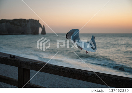 Seagull on the beach of Etretat 137462889