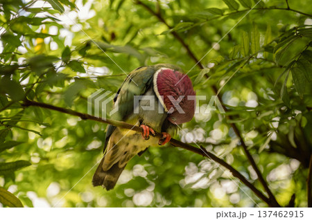 Pink-Headed Fruit Dove - Ptilinopus porphyreus 137462915