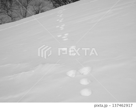 雪原にあるウサギの足跡（mo20260220123858) 137462917