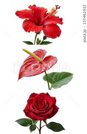 Stunning collection of red flowers including tropical hibiscus, glossy anthurium, romantic rose, isolated on white for botanical designs Stunning collection of red flowers including tropical hibiscus, glossy anthurium, romantic rose, isolated on white for botanical designs 137462932