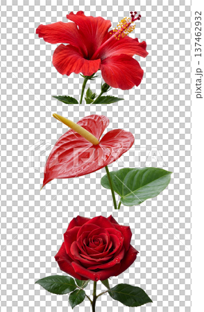 Stunning collection of red flowers including tropical hibiscus, glossy anthurium, romantic rose, isolated on white for botanical designs Stunning collection of red flowers including tropical hibiscus, glossy anthurium, romantic rose, isolated on white for botanical designs 137462932