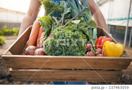 Farmer, hands and vegetables box for agriculture, sustainability or farming in greenhouse and agro business. Person with green harvest and gardening for NGO or nonprofit with food or groceries basket 137463059