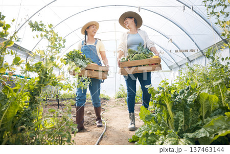 Greenhouse, happy women together with box of vegetables and sustainable small business and garden agriculture. Friends working at farm, smile and growth in summer with organic agro food employees. 137463144