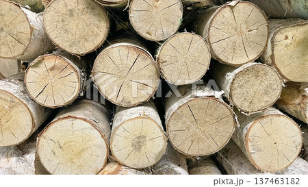 Cross section of stacked birch logs showing tree rings and white bark for a rustic wood background. Cross section of stacked birch logs showing tree rings and white bark for a rustic wood background. 137463182
