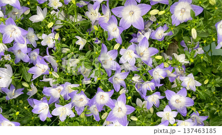 Lush cluster of purple and white campanula bellflowers in a garden for a serene floral background. Lush cluster of purple and white campanula bellflowers in a garden for a serene floral background. 137463185