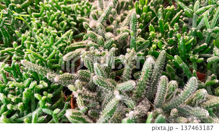 Lush green rhipsalis coral cactus stems creating a dense organic texture for a natural background. 137463187