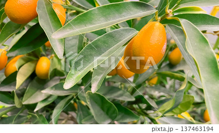 Ripe orange kumquat fruits hanging on a green citrus tree branch in a sunny Mediterranean garden. 137463194