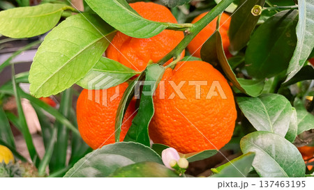 Ripe orange tangerines on a leafy branch in a sunny citrus orchard for a fresh organic background. 137463195