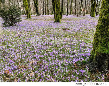 Vivid crocus blanket spreads across woodland with tranquil beauty Vivid crocus blanket spreads across woodland with tranquil beauty 137463447