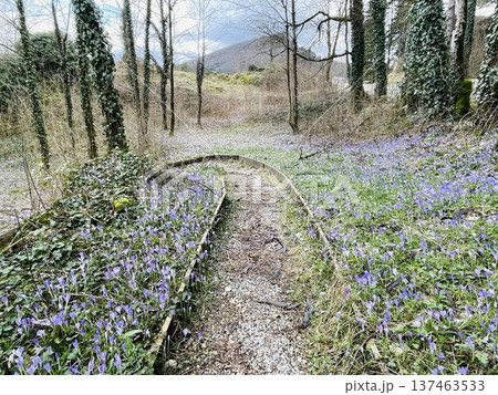 Quiet woodland pathway surrounded by delicate purple blossoms and greenery 137463533
