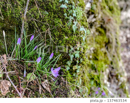 Quiet microecosystem illustrating durability of flora in nature Quiet microecosystem illustrating durability of flora in nature 137463534