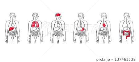 Internal Organs Sketch 137463538