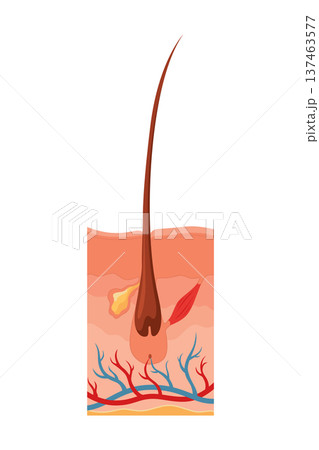 Hair growth cycle. Follicles phase. Telogen hair bulbs phase. Human hair follicle anatomy. Cross section of layers of the skin 137463577