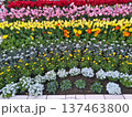 カラフルなチューリップ 137463800