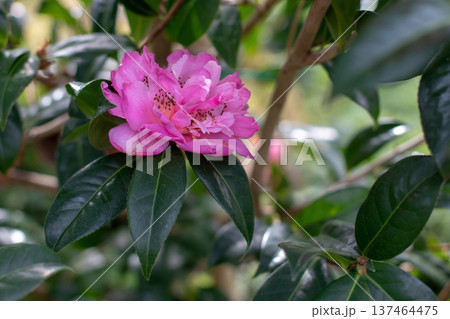 Double pink camellia flower with dark anthers among green leaves Double pink camellia flower with dark anthers among green leaves 137464475