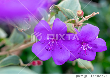 Pair of purple pleroma urvilleanum or tibouchina or urvilleana or princess flower close up Pair of purple pleroma urvilleanum or tibouchina or urvilleana or princess flower close up 137464477