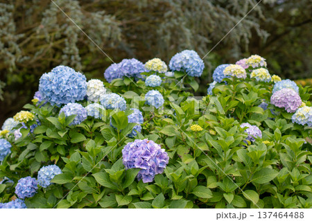 Bigleaf hydrangea with blue and purple blooms, yellow buds on the cedar background. Hydrangea macrophylla 137464488
