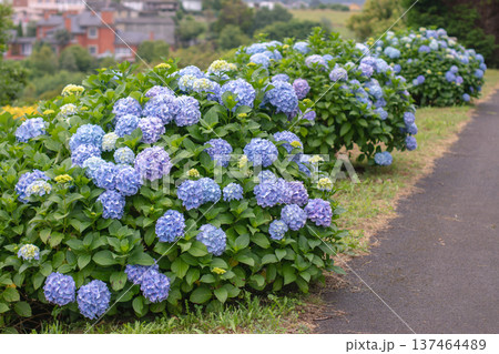 Row of bigleaf hydrangea bushes with blue blooms and yellow buds along garden path. Hydrangea macrophylla Row of bigleaf hydrangea bushes with blue blooms and yellow buds along garden path. Hydrangea macrophylla 137464489