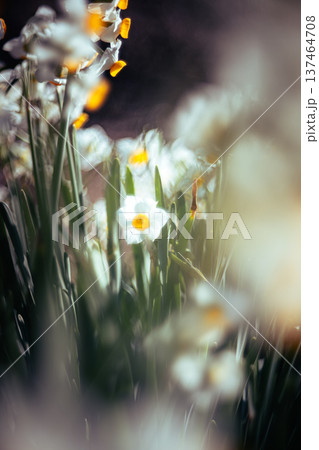 白く輝くスイセン 137464708