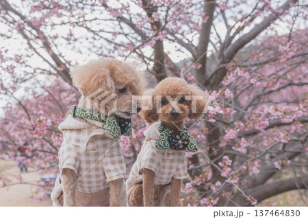 菜の花と河津桜 137464830