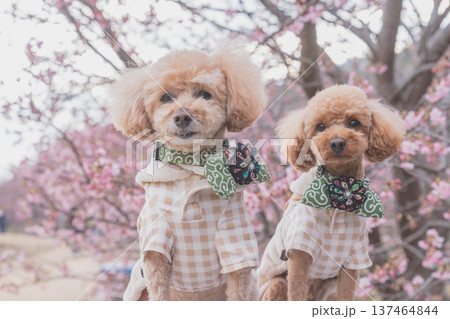 菜の花と河津桜 137464844