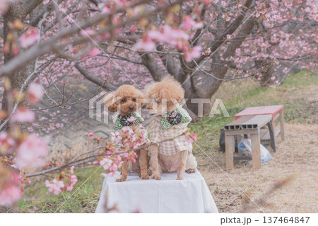 菜の花と河津桜 137464847