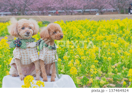 菜の花と河津桜 菜の花と河津桜 137464924
