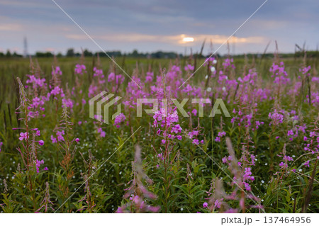 Idyllic Rural Landscape Captured During Twilight With Vibrant Wildflowers And Layered Skies 137464956
