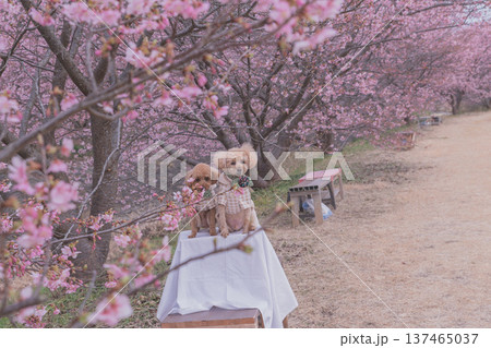 菜の花と河津桜 菜の花と河津桜 137465037