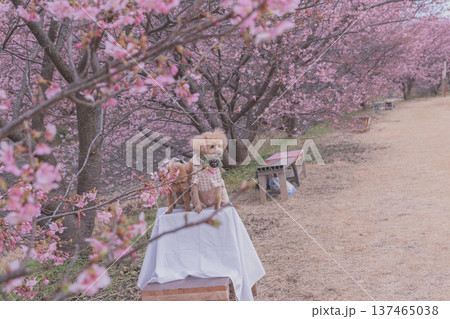 菜の花と河津桜 137465038