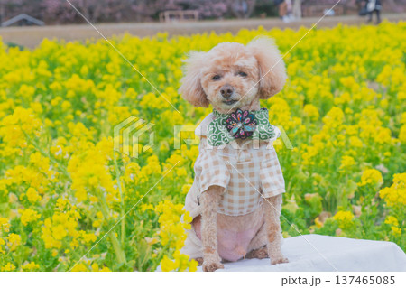 菜の花と河津桜 137465085