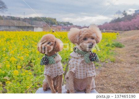 菜の花と河津桜 137465190