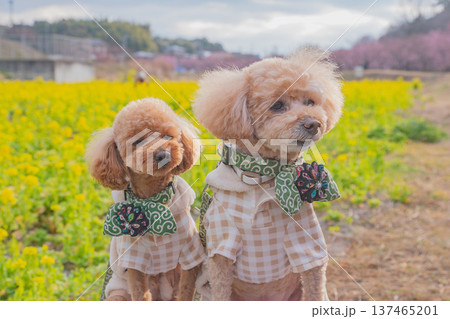 菜の花と河津桜 菜の花と河津桜 137465201