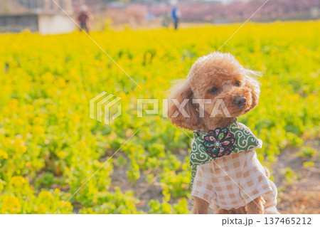 菜の花と河津桜 137465212