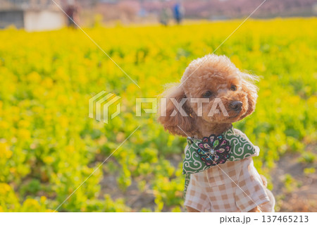 菜の花と河津桜 菜の花と河津桜 137465213