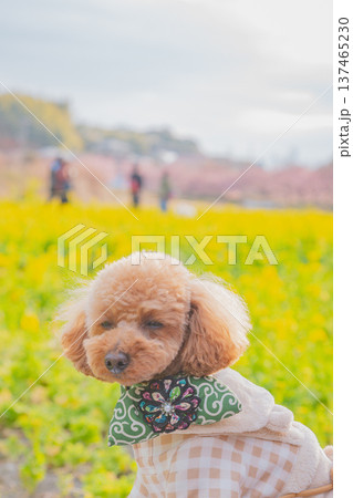 菜の花と河津桜 137465230